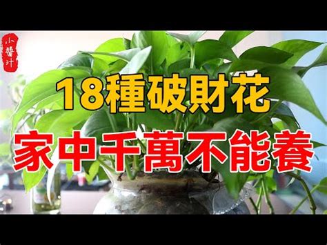 招財樹 風水|前陽台招財植物大全！15 種適合陽台的植物助你財源。